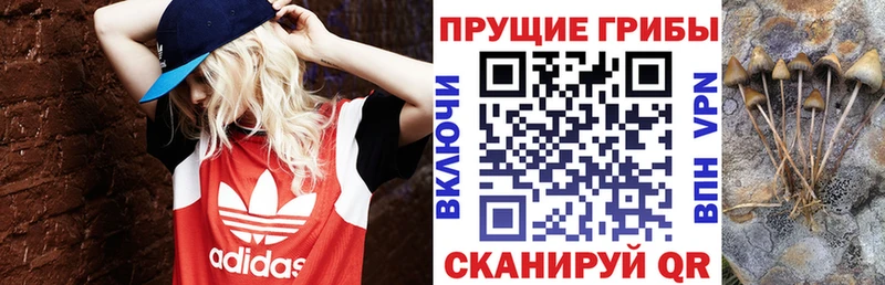 закладки  Абинск  Псилоцибиновые грибы MAGIC MUSHROOMS 